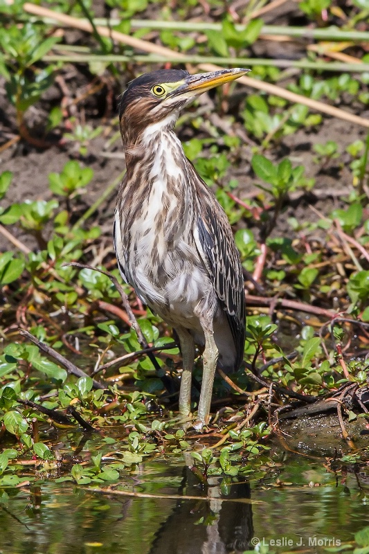 Green Heron - ID: 14790532 © Leslie J. Morris