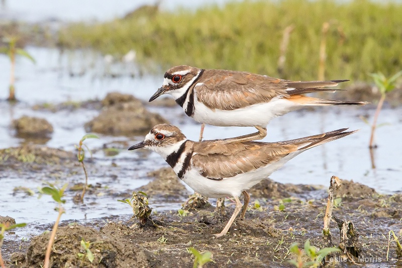 Killdeer - ID: 14790533 © Leslie J. Morris