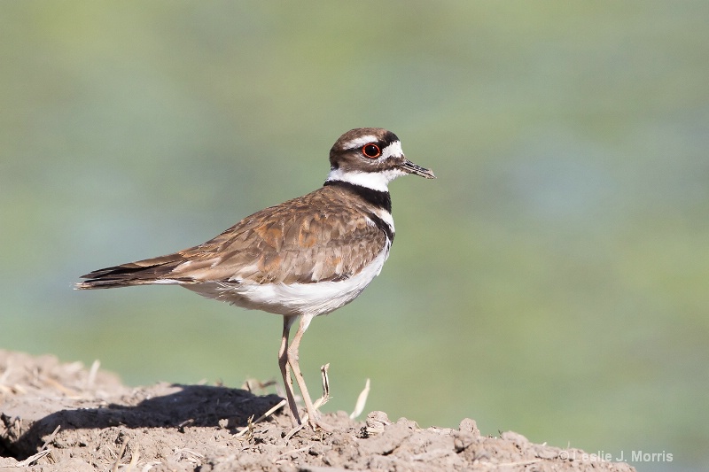 Killdeer - ID: 14790534 © Leslie J. Morris