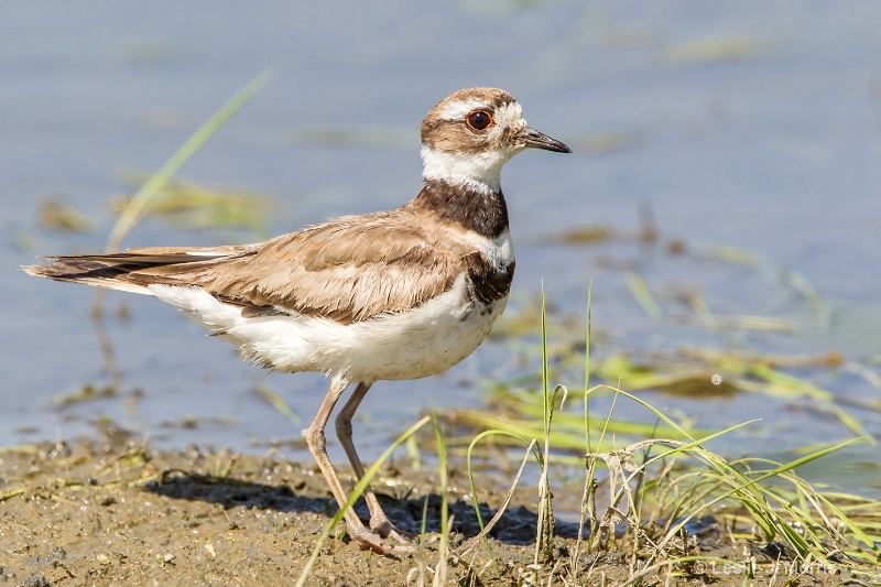 Killdeer - ID: 14790535 © Leslie J. Morris