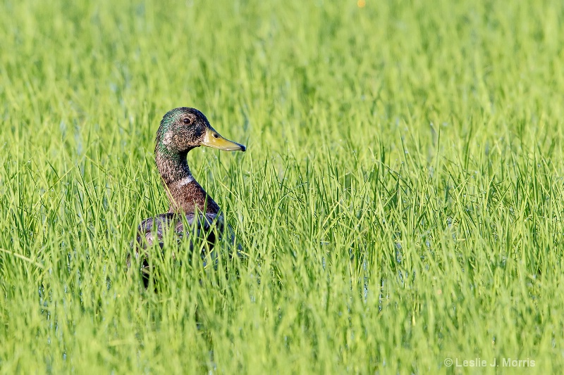 Mallard - ID: 14790536 © Leslie J. Morris