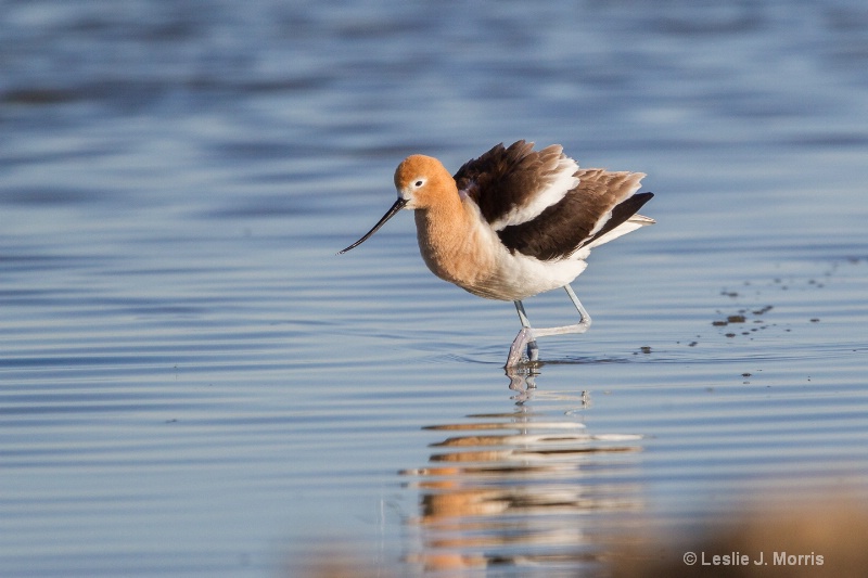 American Avocet