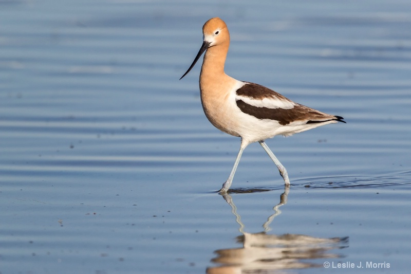 American Avocet - ID: 14790546 © Leslie J. Morris