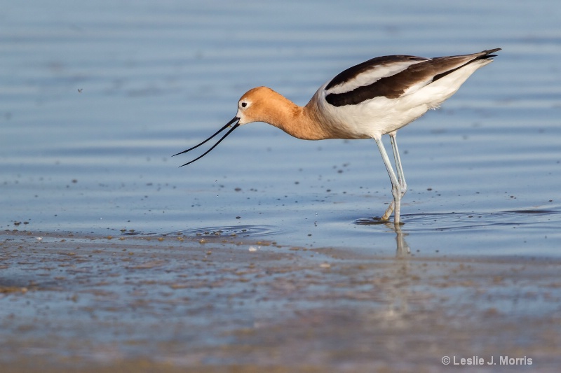 American Avocet - ID: 14790547 © Leslie J. Morris