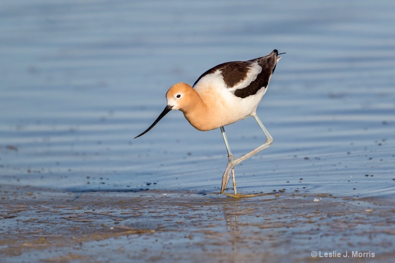 American Avocet - ID: 14790548 © Leslie J. Morris