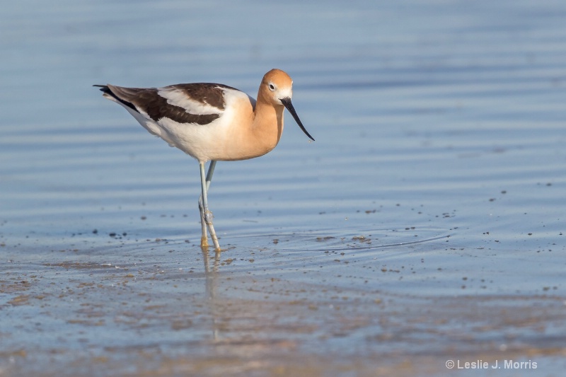 American Avocet - ID: 14790549 © Leslie J. Morris