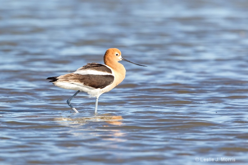 American Avocet - ID: 14790550 © Leslie J. Morris