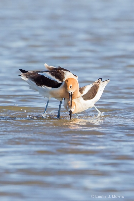 American Avocets - ID: 14790551 © Leslie J. Morris