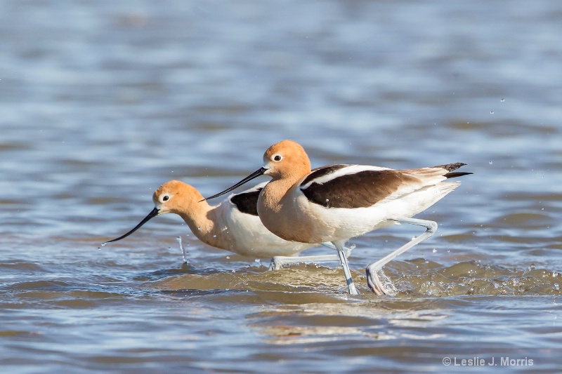 American Avocets