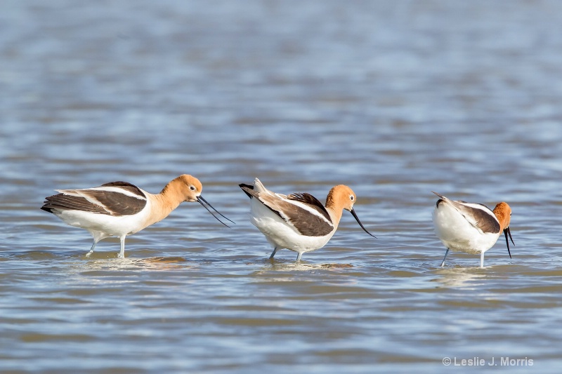 American Avocets