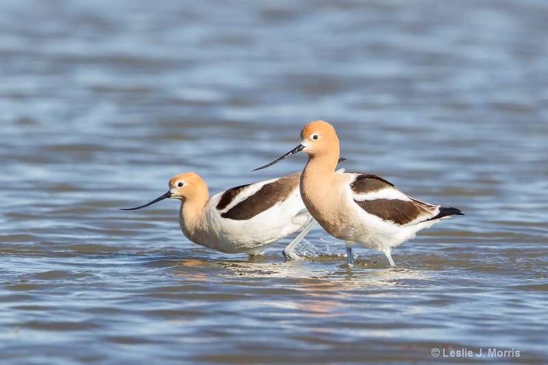 American Avocet