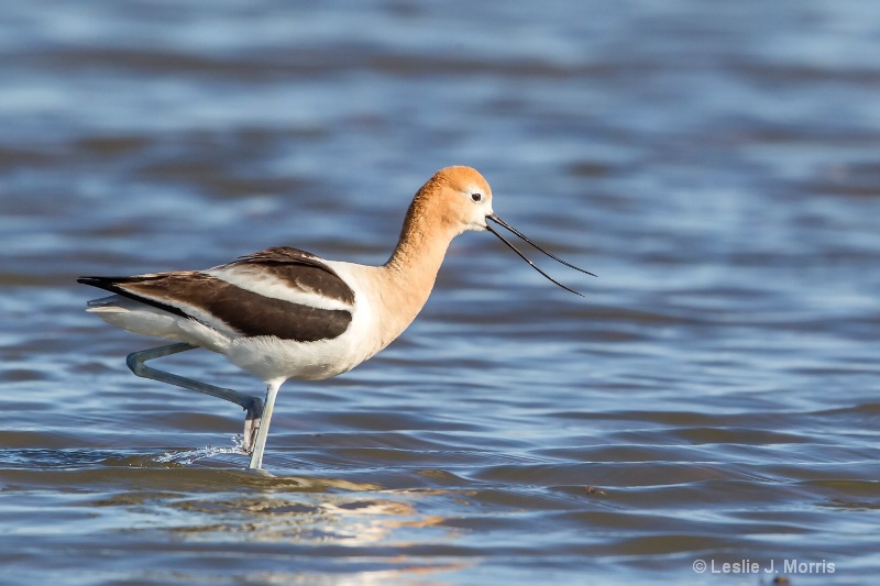 American Avocet - ID: 14790555 © Leslie J. Morris