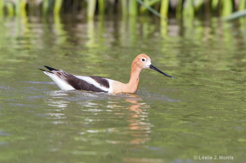 American Avocet - ID: 14790556 © Leslie J. Morris