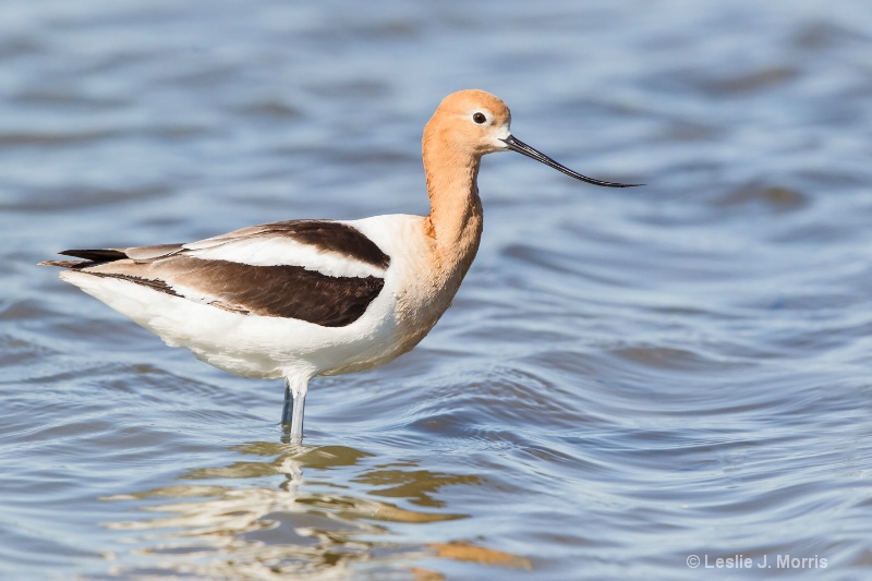 American Avocet - ID: 14790557 © Leslie J. Morris