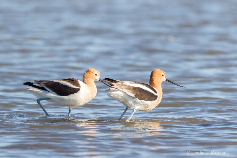 American Avocets