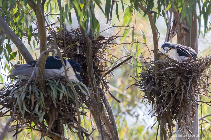 Black-Crowned Night Heron and Snowy Egret Nests - ID: 14790560 © Leslie J. Morris