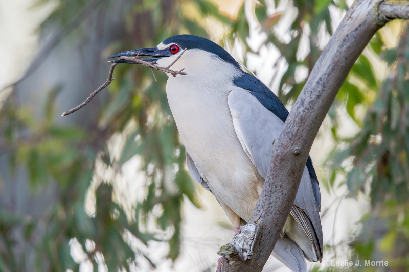 Black-Crowned Night Heron - ID: 14790561 © Leslie J. Morris