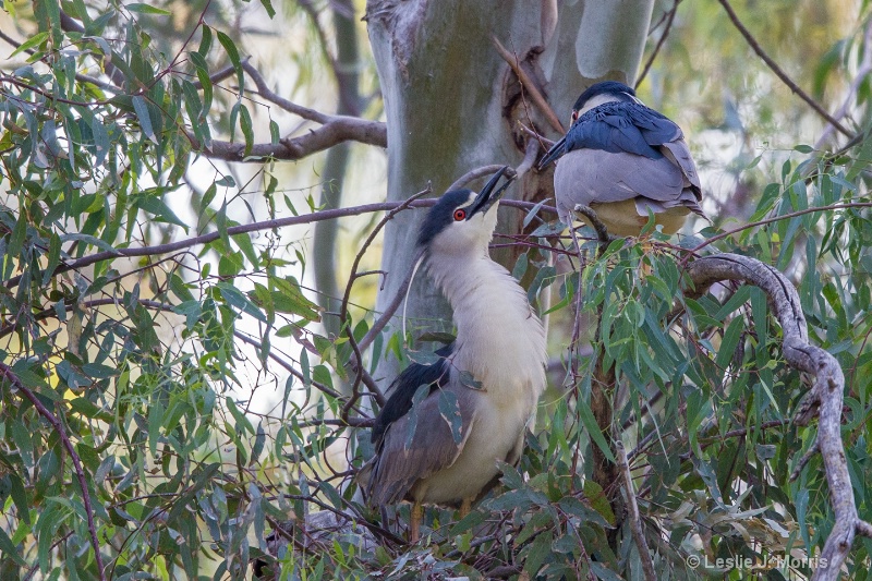 Black-Crowned Night Heron - ID: 14790563 © Leslie J. Morris