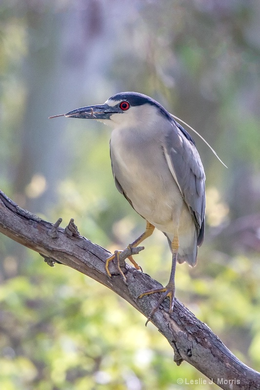 Black-crowned Night Heron - ID: 14790566 © Leslie J. Morris