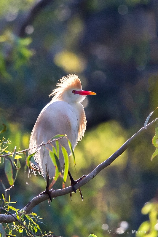 Cattle Egret - ID: 14790567 © Leslie J. Morris