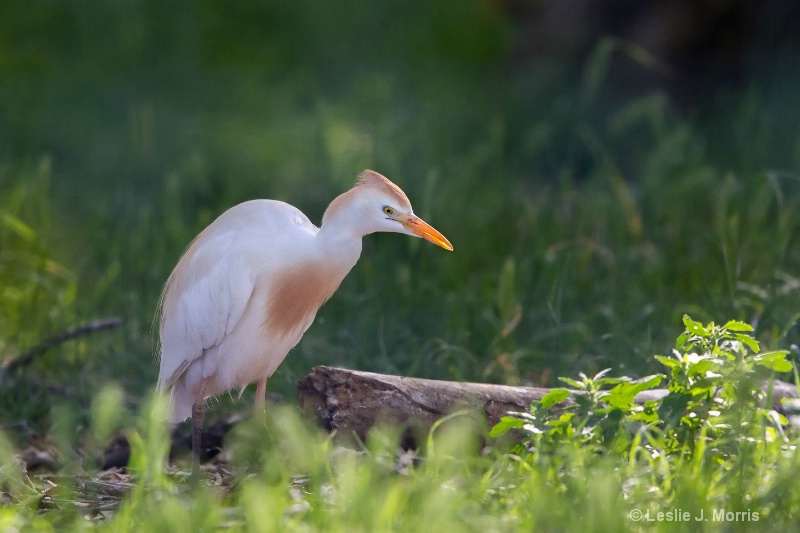 Cattle Egret - ID: 14790568 © Leslie J. Morris