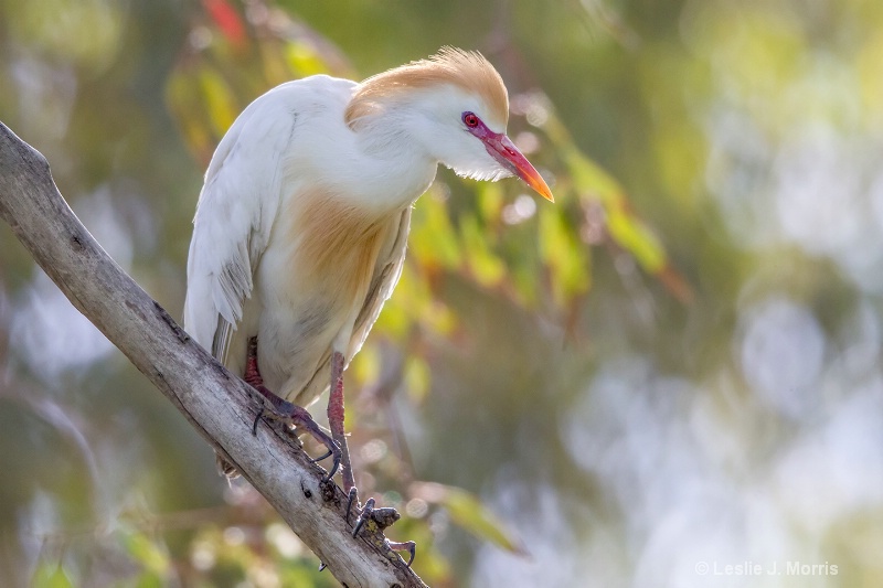 Cattle Egret - ID: 14790569 © Leslie J. Morris