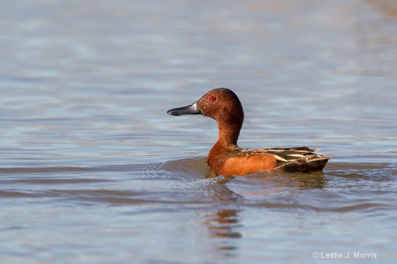 Cinnamon Teal - ID: 14790570 © Leslie J. Morris