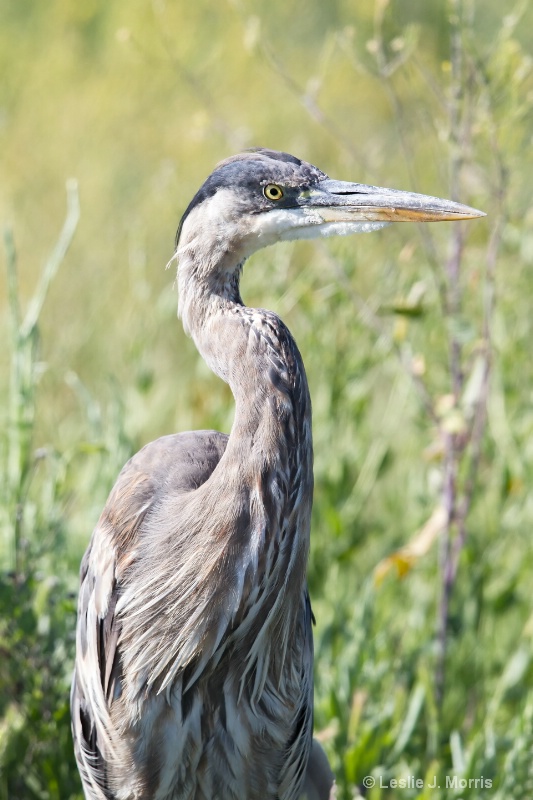 Great Blue Heron - ID: 14790573 © Leslie J. Morris