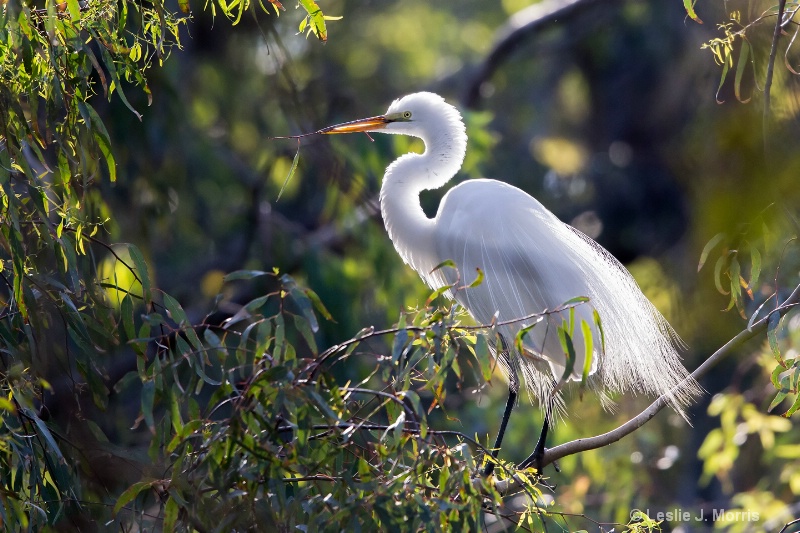 Great Egret - ID: 14790574 © Leslie J. Morris