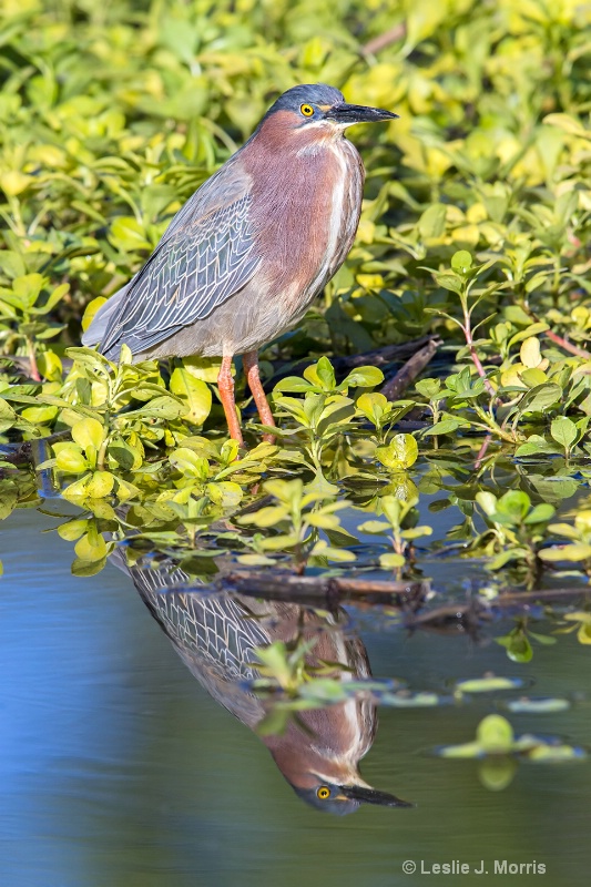 Green Heron - ID: 14790575 © Leslie J. Morris