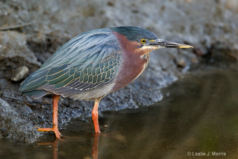 Green Heron - ID: 14790576 © Leslie J. Morris