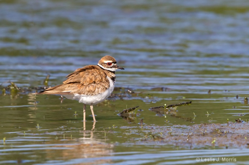 Killdeer - ID: 14790578 © Leslie J. Morris