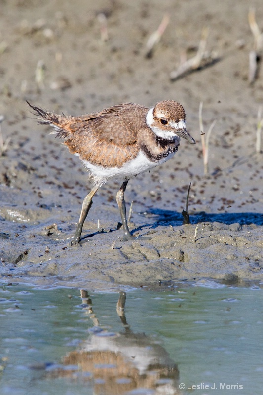 Killdeer - ID: 14790579 © Leslie J. Morris