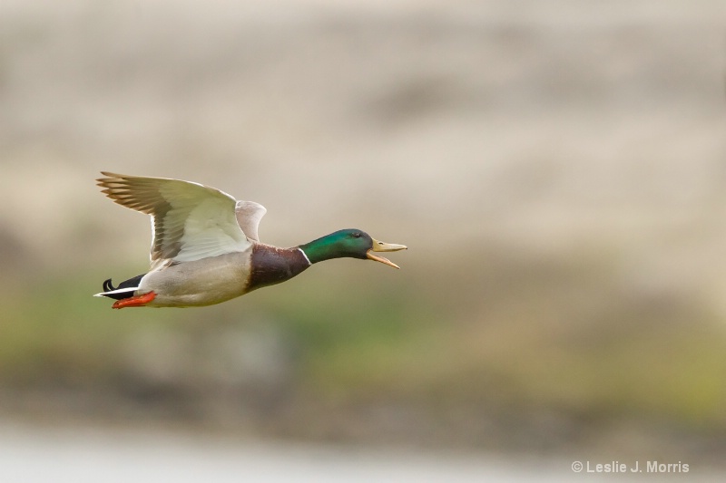 Mallard - ID: 14790580 © Leslie J. Morris