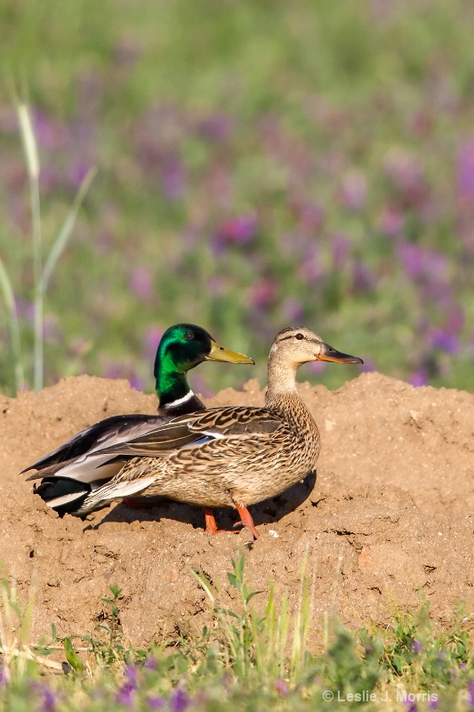 Mallard Pair