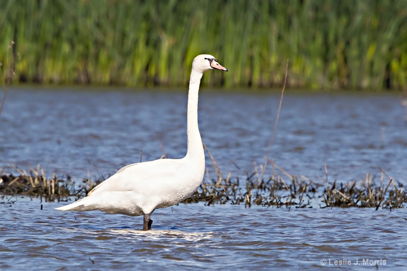 Mute Swan - ID: 14790583 © Leslie J. Morris