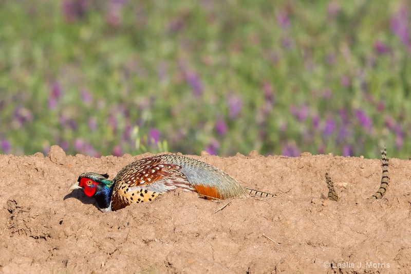 Ring-necked Pheasant - ID: 14790584 © Leslie J. Morris