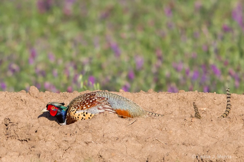 Ring-necked Pheasant