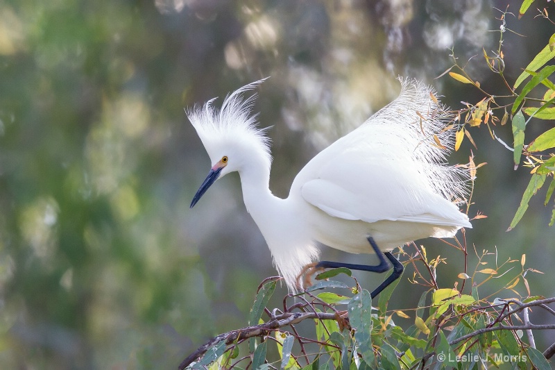 Snowy Egret