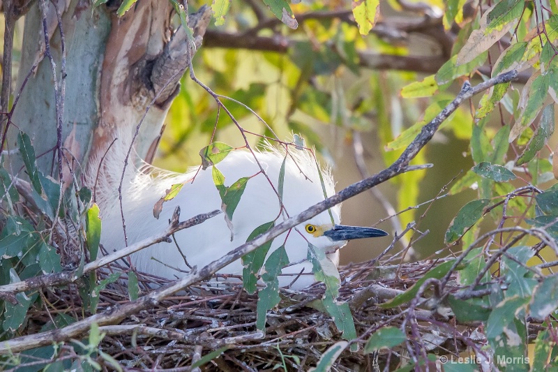 Snowy Egrets - ID: 14790587 © Leslie J. Morris