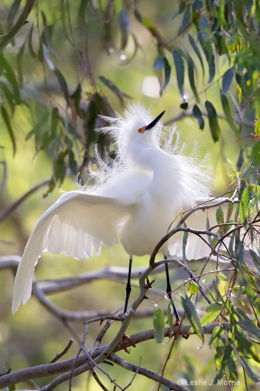 Snowy Egret - ID: 14790588 © Leslie J. Morris