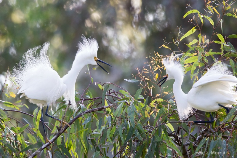 Snowy Egrets - ID: 14790592 © Leslie J. Morris