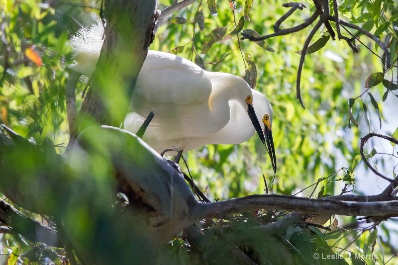 Snowy Egrets - ID: 14790612 © Leslie J. Morris