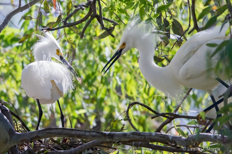 Snowy Egrets - ID: 14790624 © Leslie J. Morris