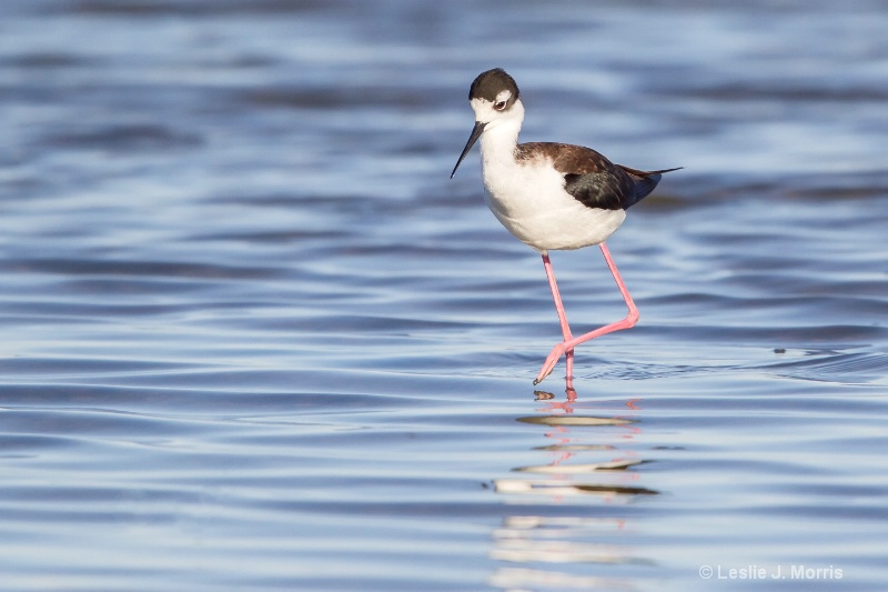 Black-necked Stilt