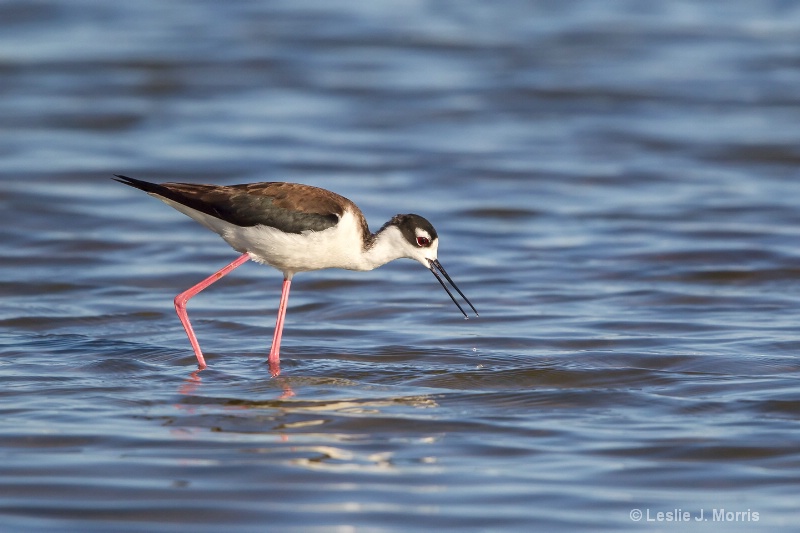 Black-necked Stilt - ID: 14790628 © Leslie J. Morris