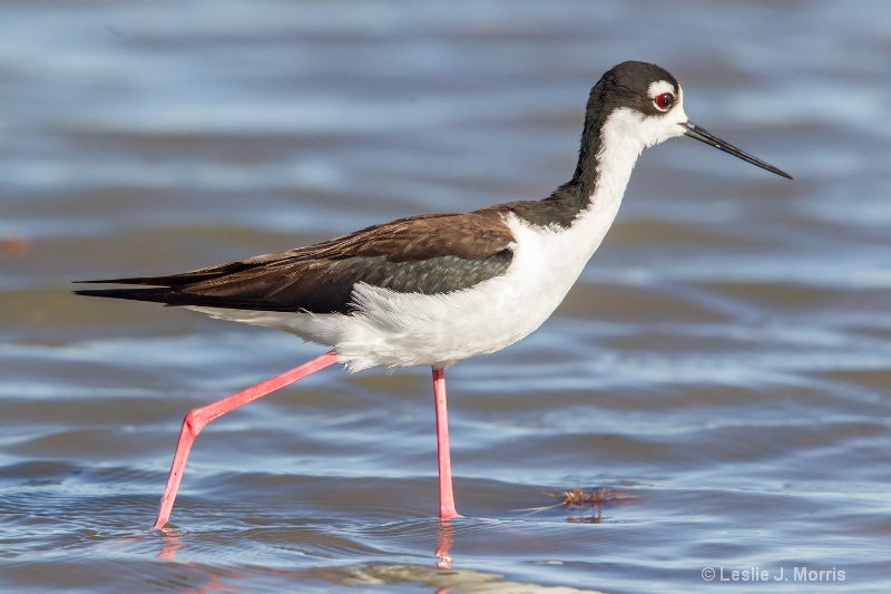 Black-necked Stilt - ID: 14790629 © Leslie J. Morris