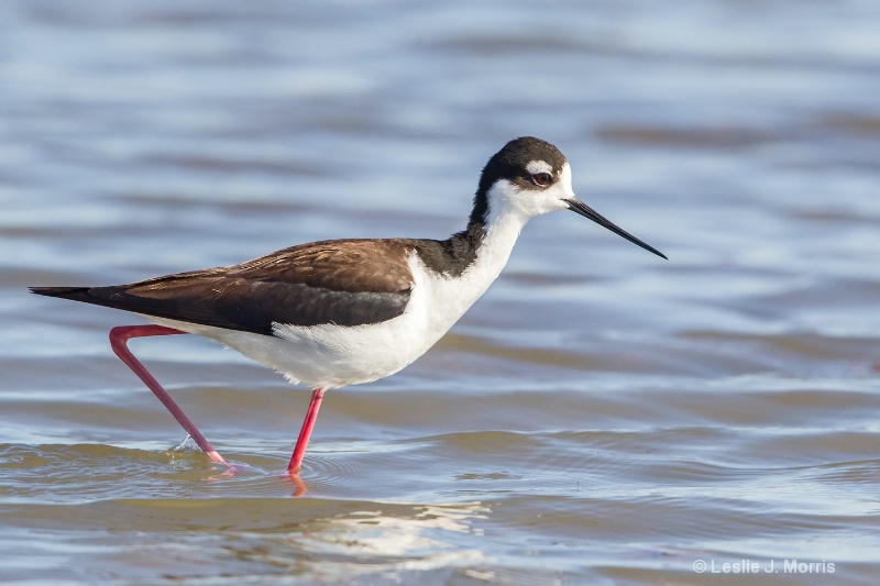 Black-necked Stilt - ID: 14790630 © Leslie J. Morris