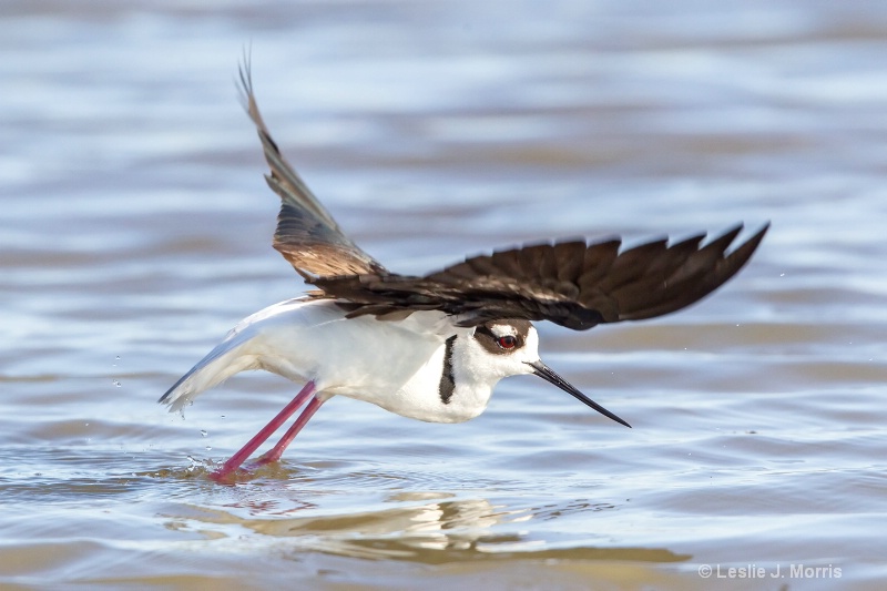 Black-necked Stilt - ID: 14790631 © Leslie J. Morris