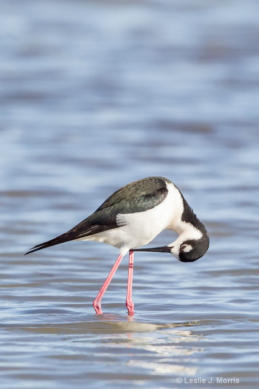 Black-necked Stilt